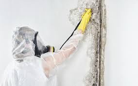 Asbestos and Lead Testing During Mold Inspection in Lake Arrowhead, CA